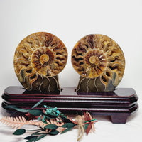 Ammonite Specimen Pair
