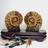 Ammonite Specimen Pair