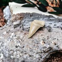 Shark Teeth - Fossilsed